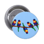 Rainbow lorikeets pinback buttons