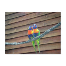 Rainbow Lorikeets Postcard