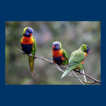 Rainbow Lorikeets posters by lesleyworld Rainbow Lorikeets posters