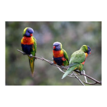Rainbow Lorikeets posters by lesleyworld Rainbow Lorikeets posters