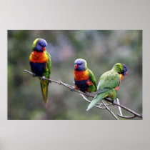 Rainbow Lorikeets Posters