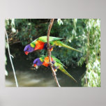 Rainbow Lorikeets Poster