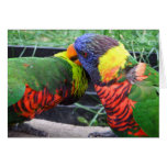 Rainbow Lorikeets Preening Card