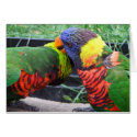 Rainbow Lorikeets Preening Card