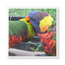 Rainbow Lorikeets Preening Magnet
