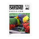 Rainbow Lorikeets Preening postage