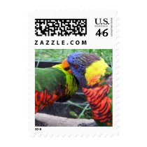 Rainbow Lorikeets Preening postage