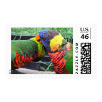 Rainbow Lorikeets Preening Postage Stamps