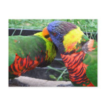Rainbow Lorikeets Preening Postcard