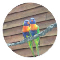 Rainbow Lorikeets Sticker by greatphotos Rainbow Lorikeets Sticker