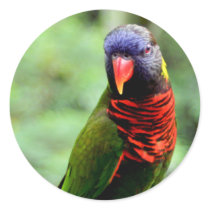 Rainbow Lory 1 Sticker