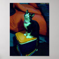 Rainbow lunch box kitty (neko) posters
