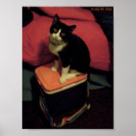 Rainbow lunch box kittyy (neko) posters