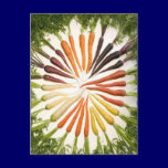 Rainbow Multicolored Carrots postcards