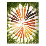 Rainbow Multicolored Carrots Postcard