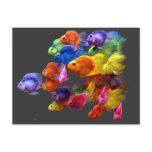 Rainbow of Parrotfish Postcards