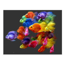 Rainbow of Parrotfish Postcards