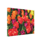 Rainbow Of Tulips Canvas Prints