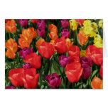 Rainbow Of Tulips Card