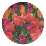 Rainbow Of Tulips Dinner Plate