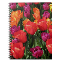 Rainbow Of Tulips Note Books