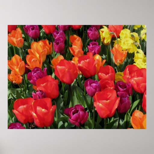 Rainbow Of Tulips Poster
