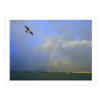 Rainbow over river bridge with seagull photo postcard