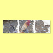 Rainbow Rooster bumper stickers
