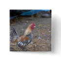 Rainbow Rooster buttons