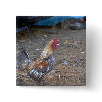 Rainbow Rooster buttons by eelkat Rainbow Rooster buttons