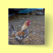 Rainbow Rooster buttons