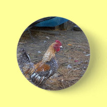Rainbow Rooster buttons