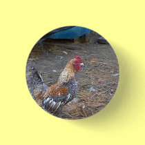 Rainbow Rooster buttons
