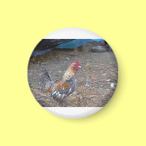 Rainbow Rooster magnets