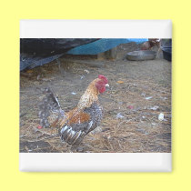 Rainbow Rooster magnets