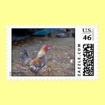 Rainbow Rooster stamps