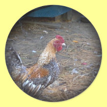 Rainbow Rooster stickers
