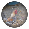 Rainbow Rooster stickers