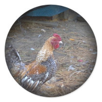 Rainbow Rooster stickers by eelkat Rainbow Rooster stickers