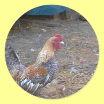 Rainbow Rooster stickers