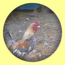 Rainbow Rooster stickers