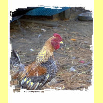 Rainbow Rooster t-shirts
