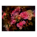 Rainbow Roses posters by sukimerk Rainbow Roses posters