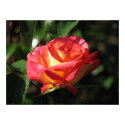 Rainbow Sorbet Floribunda Rose 136 posters by MobyD46 Rainbow Sorbet Floribunda Rose 136 posters