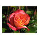 Rainbow Sorbet Floribunda Rose 139 posters