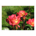 Rainbow Sorbet Floribunda Rose 140 posters by MobyD46 Rainbow Sorbet Floribunda Rose 140 posters