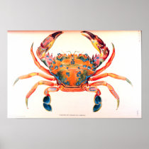 Rainbow Swimming Crab Posters