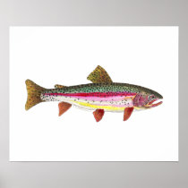 Rainbow Trout Fish Posters