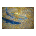 Rainbow Trout posters