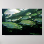 Rainbow Trout Poster